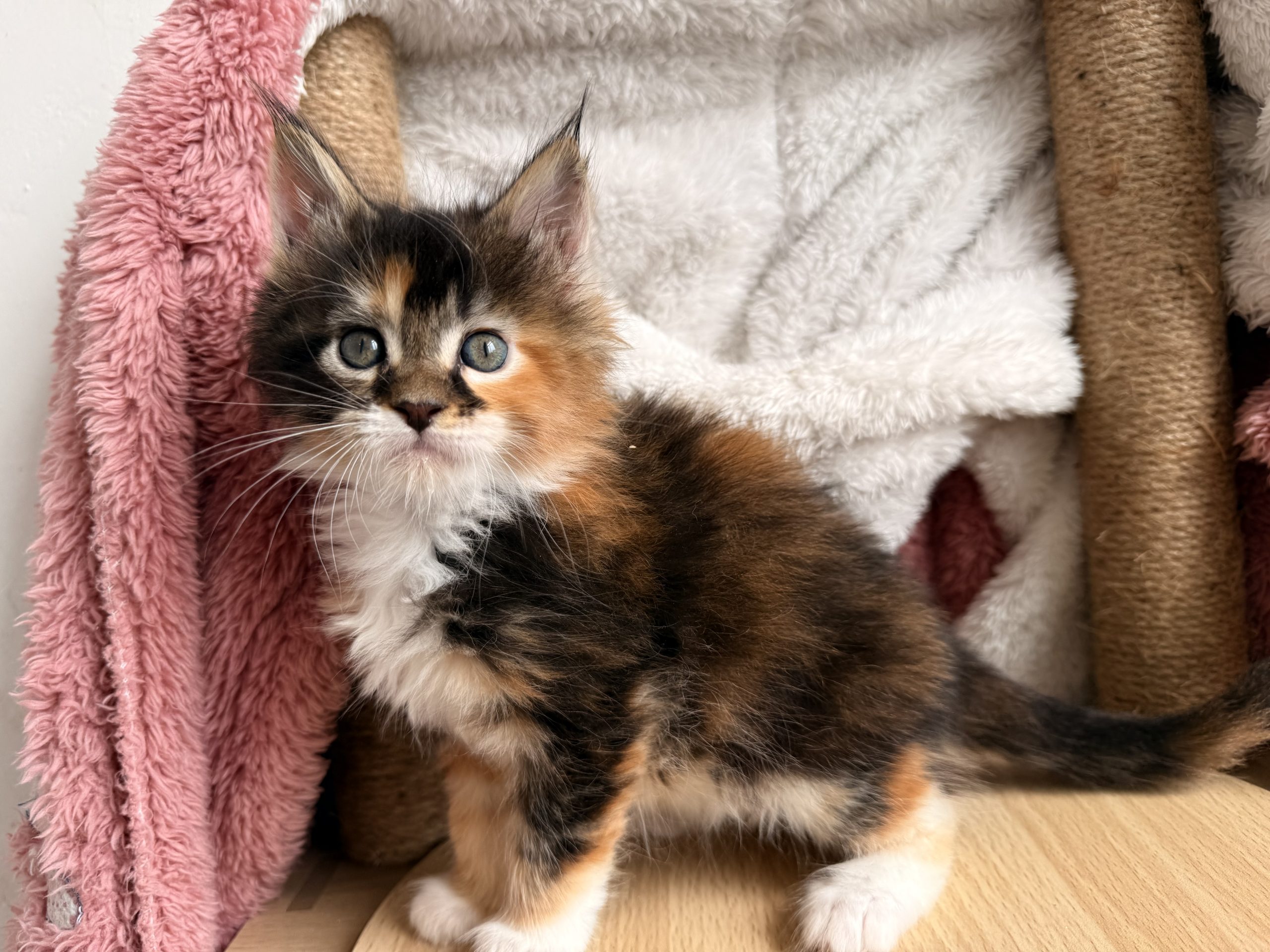 成长档案（啊人）