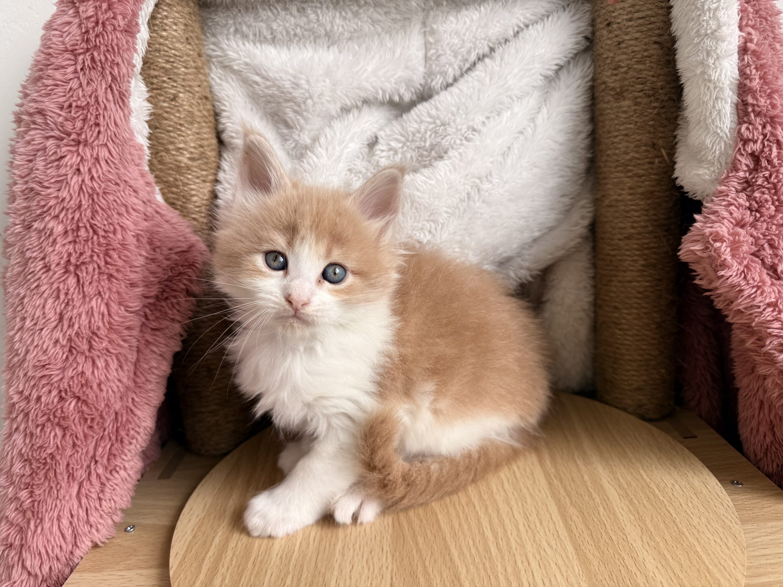 成长档案（小本）