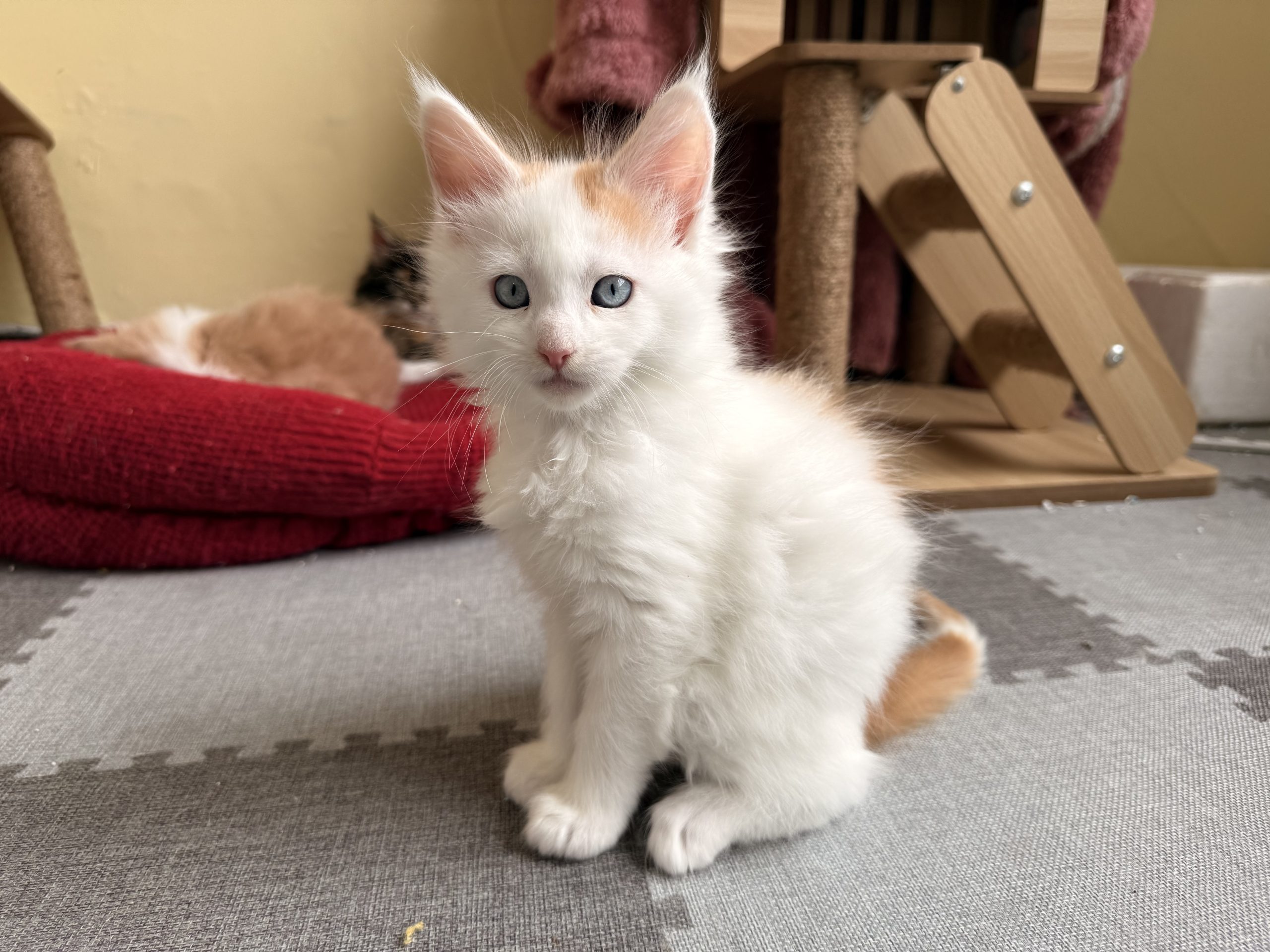 成长档案（小初）